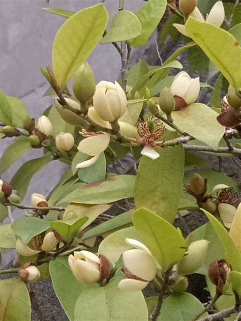 含笑花 花期|含笑什么时候开花